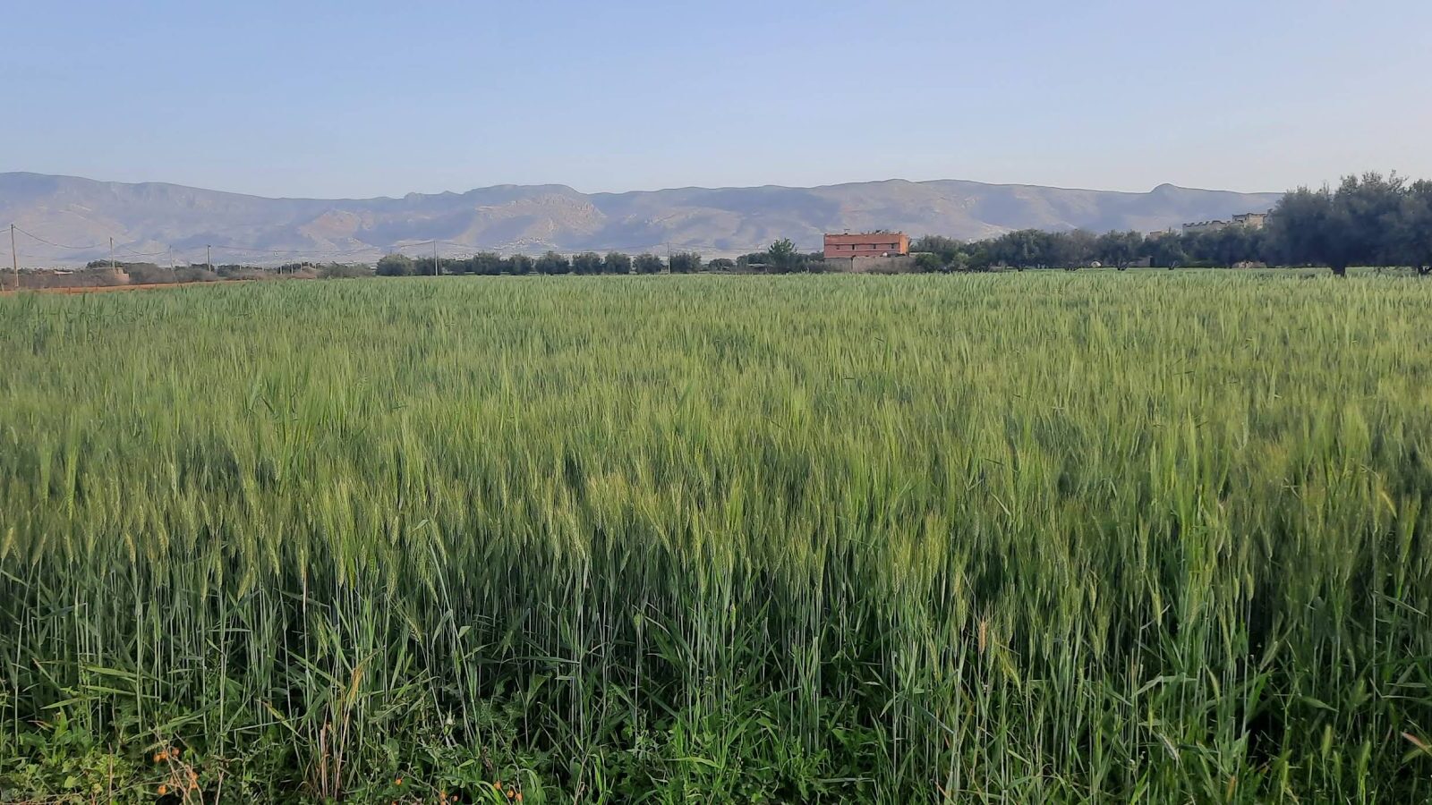 Terrain agricole aux abords de Marrakech avant l'urbanisation du quartier
