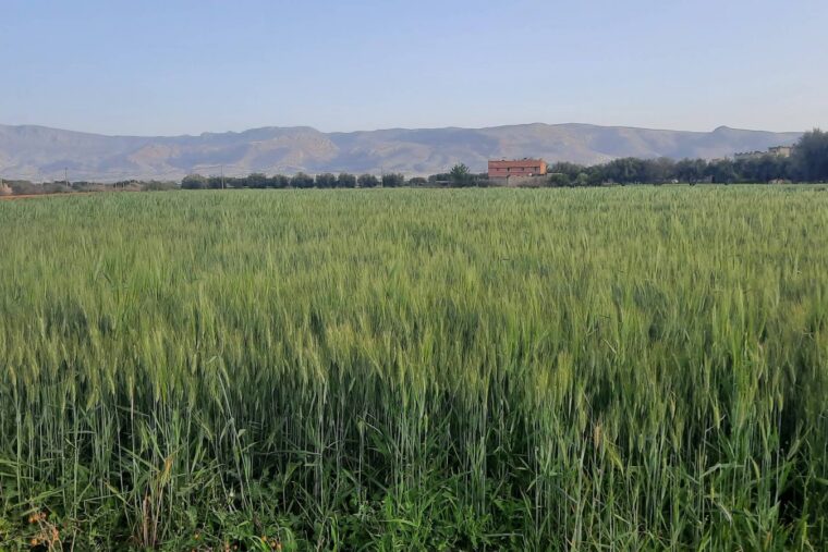 Terrain agricole aux abords de Marrakech avant l'urbanisation du quartier